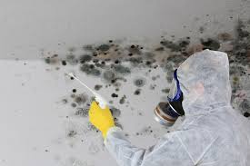 Best Black Mold Removal  in Highwood, IL